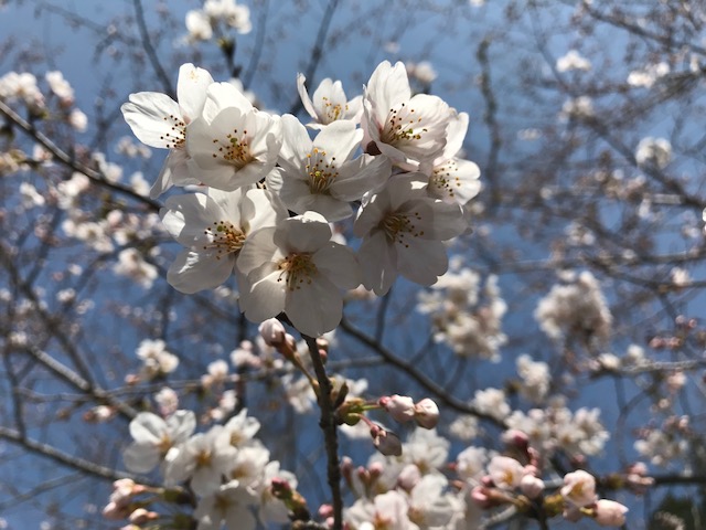 さくら咲く・桜島１