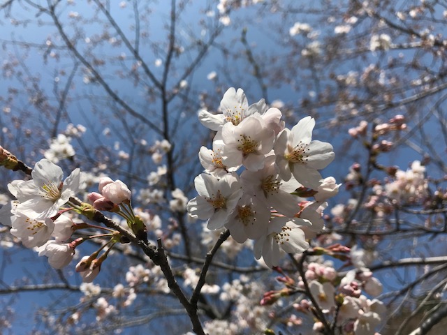 さくら咲く・桜島２