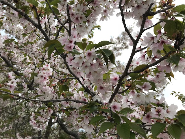 もうすぐ葉桜